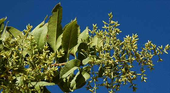 Más de 1.500 ejemplares de Flora nativa son conservados por el grupo minero Carola Coemin